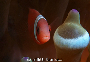 clown fish by Afflitti Gianluca 
